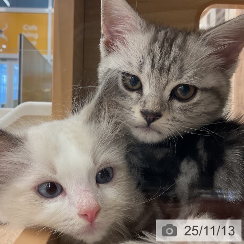 アメリカンショートヘアの写真