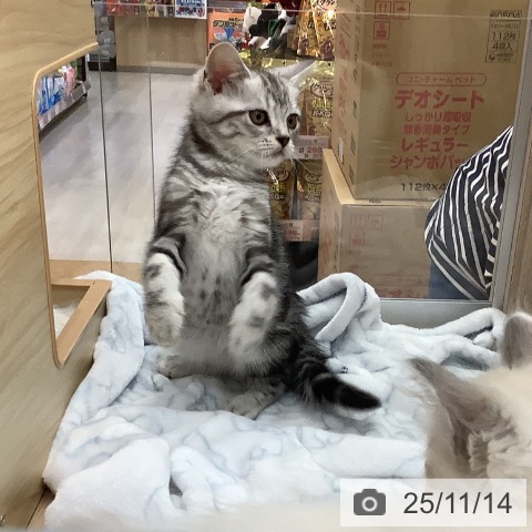 アメリカンショートヘアの写真