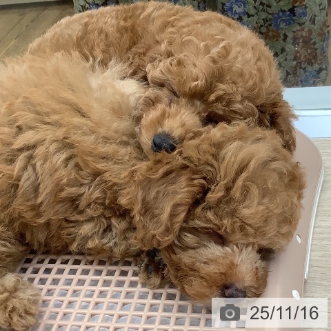 沖縄県のトイプードル(トイ) (ペットプラス 南風原店/2025年9月13日生まれ/女の子/レッド)の子犬の4枚目の画像