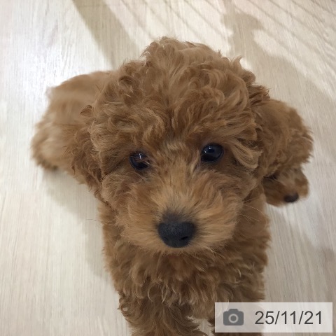 沖縄県のトイプードル(トイ) (ペットプラス 南風原店/2025年9月13日生まれ/女の子/レッド)の子犬の3枚目の画像