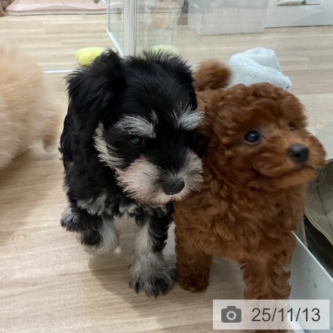 トイ・プードルの写真