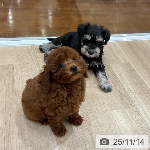 トイ・プードルの写真