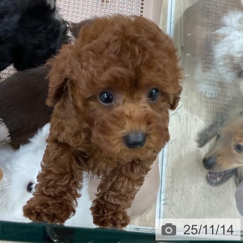 トイ・プードルの写真