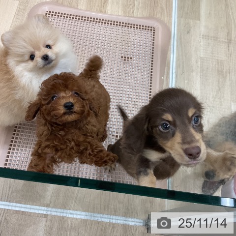 トイ・プードルの写真