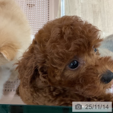 トイ・プードルの写真