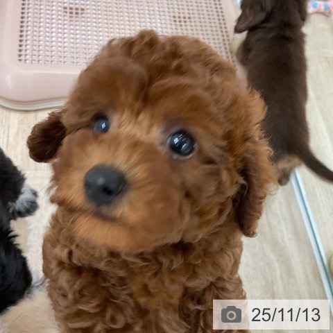 トイ・プードルの写真