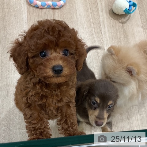 トイ・プードルの写真