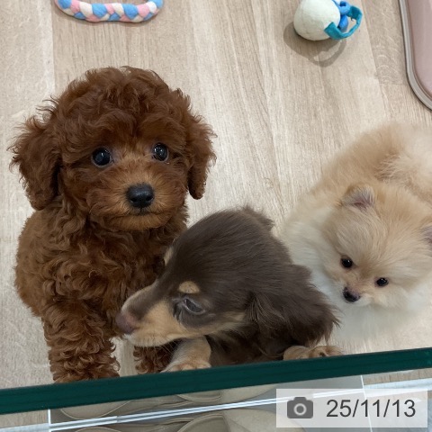 トイ・プードルの写真