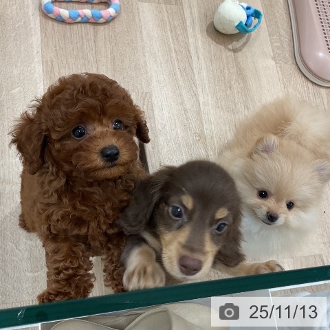 トイ・プードルの写真