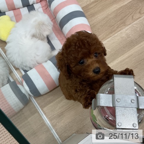 トイ・プードルの写真