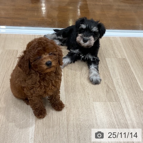 トイ・プードルの写真