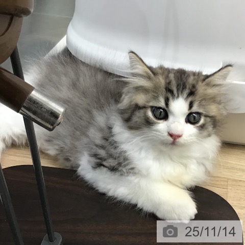 サイベリアンの写真