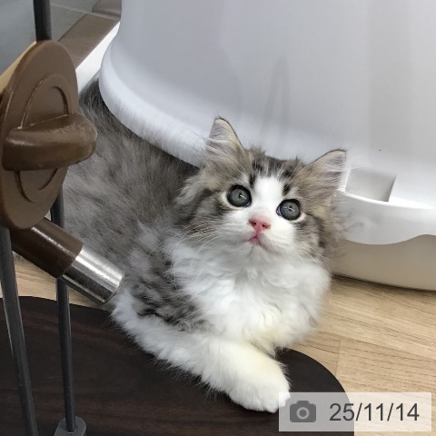 サイベリアンの写真