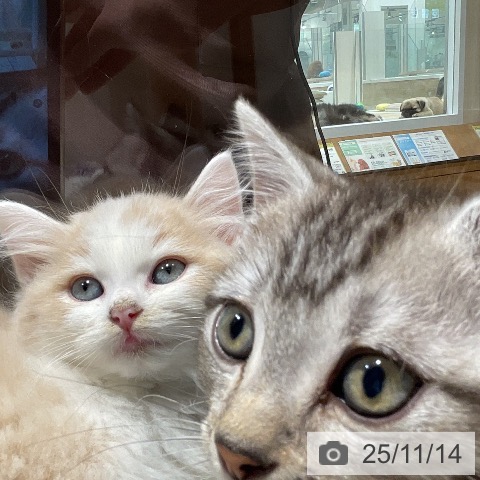 サイベリアンの写真