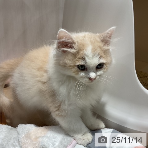 サイベリアンの写真