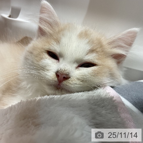 サイベリアンの写真