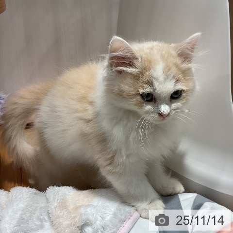 サイベリアンの写真