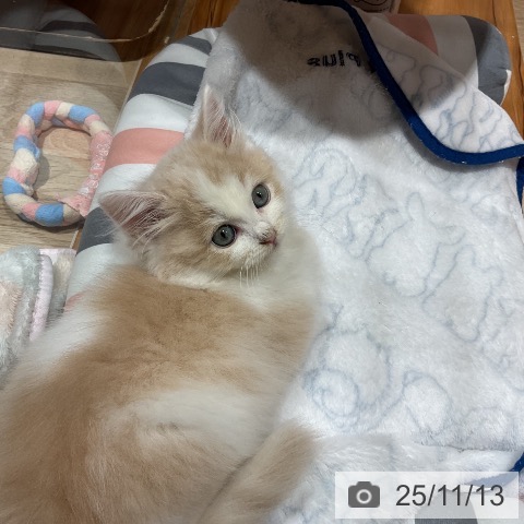 サイベリアンの写真