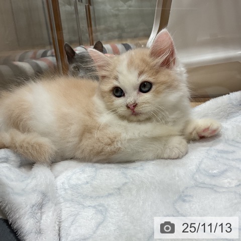 サイベリアンの写真