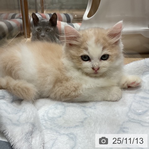 サイベリアンの写真