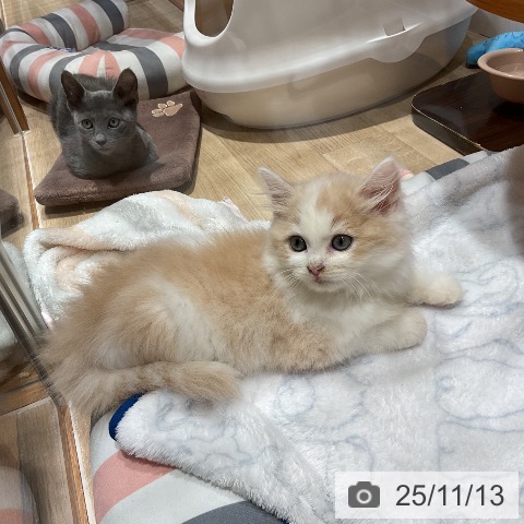 サイベリアンの写真