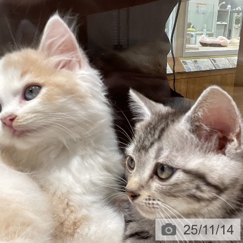 サイベリアンの写真