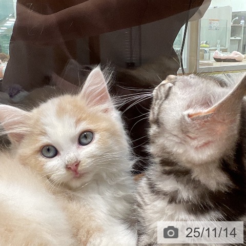 サイベリアンの写真