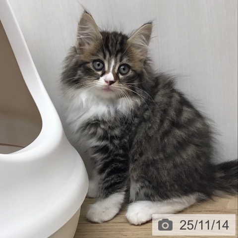 熊本県のノルウェージャンフォレストキャット (ペットプラス 熊本店/2025年9月13日生まれ/女の子/シルバーマッカレルタビーホワイト)の子猫の4枚目の画像