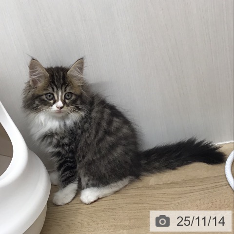 熊本県のノルウェージャンフォレストキャット (ペットプラス 熊本店/2025年9月13日生まれ/女の子/シルバーマッカレルタビーホワイト)の子猫の3枚目の画像