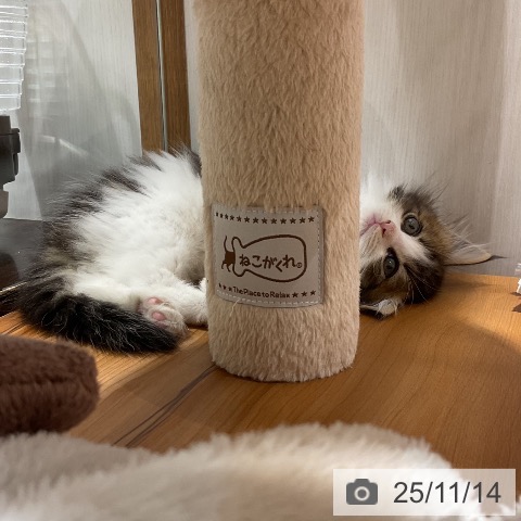 ノルウェージャンフォレストキャットの写真