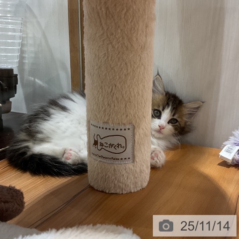 ノルウェージャンフォレストキャットの写真