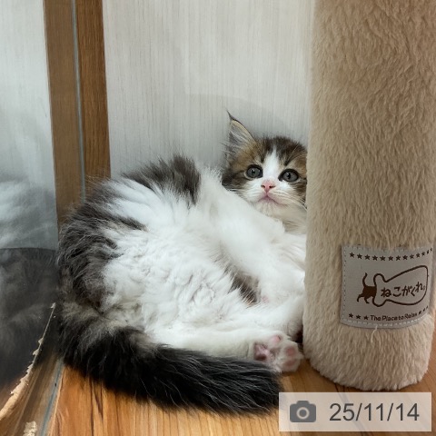 ノルウェージャンフォレストキャットの写真