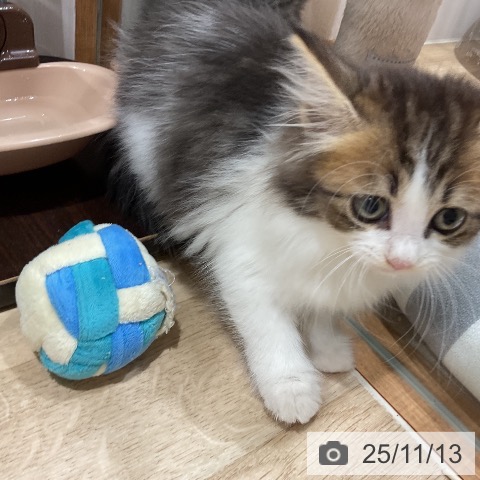 ノルウェージャンフォレストキャットの写真