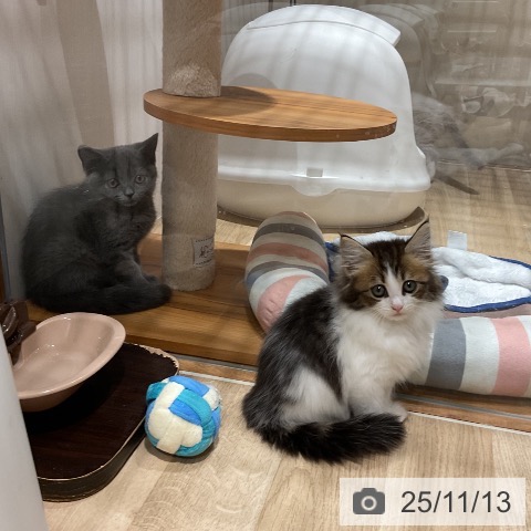 ノルウェージャンフォレストキャットの写真