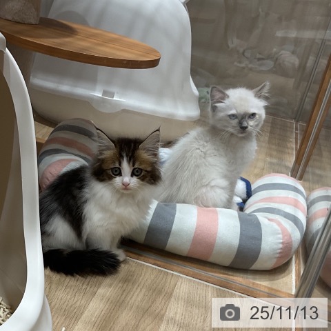 ノルウェージャンフォレストキャットの写真