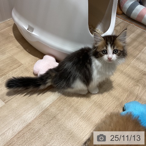 ノルウェージャンフォレストキャットの写真