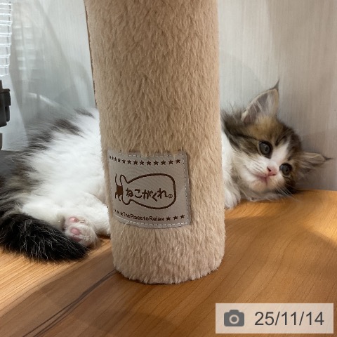 ノルウェージャンフォレストキャットの写真