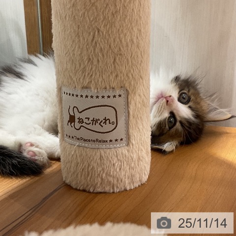 ノルウェージャンフォレストキャットの写真