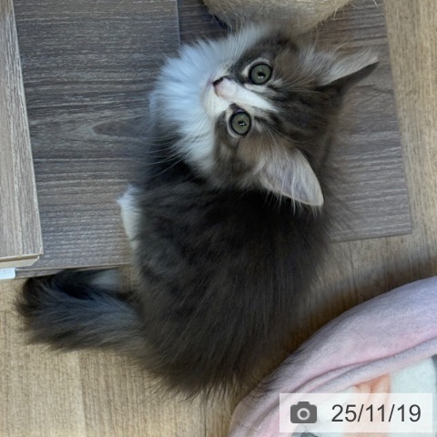 福岡県のノルウェージャンフォレストキャット (ペットプラス ららぽーと福岡店/2025年9月13日生まれ/女の子/ブルーマッカレルタビーホワイト)の子猫の3枚目の画像