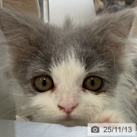 ブリティッシュロングヘアの写真