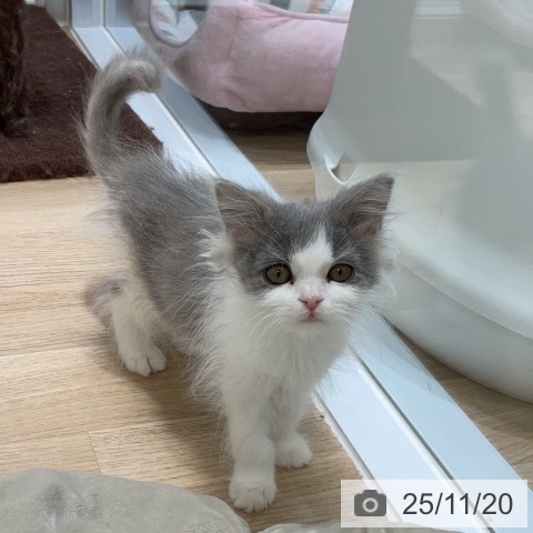 福岡県のブリティッシュロングヘアー (ペットプラス ららぽーと福岡店/2025年9月6日生まれ/女の子/ブルーホワイト)の子猫の4枚目の画像