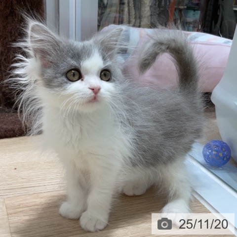 福岡県のブリティッシュロングヘアー (ペットプラス ららぽーと福岡店/2025年9月6日生まれ/女の子/ブルーホワイト)の子猫の3枚目の画像