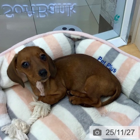 熊本県のカニンヘンダックスフンド(ロング) (ペットプラス 熊本店/2025年9月3日生まれ/女の子/レッド)の子犬の4枚目の画像