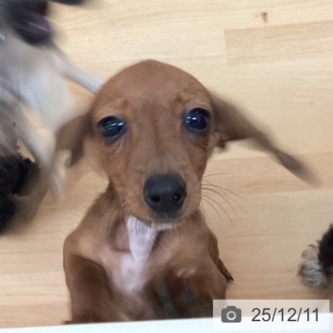 福岡県のカニンヘンダックスフンド(ロング) (ペットプラス 福岡伊都店/2025年9月3日生まれ/女の子/レッド)の子犬の4枚目の画像