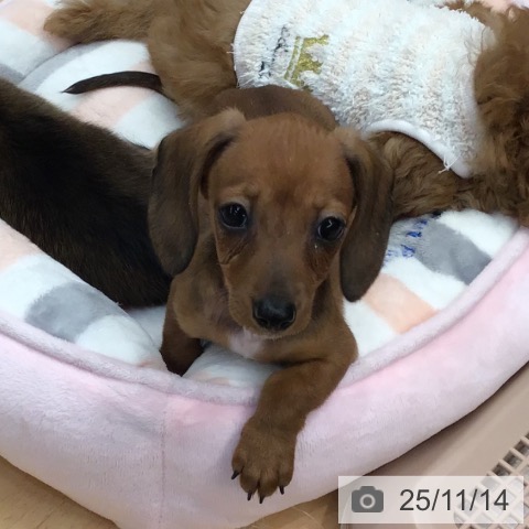 熊本県のカニンヘンダックスフンド(ロング) (ペットプラス 熊本店/2025年9月3日生まれ/女の子/レッド)の子犬の3枚目の画像