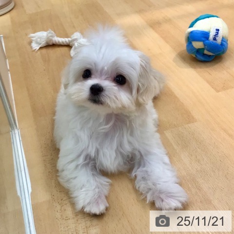 マルチーズの写真