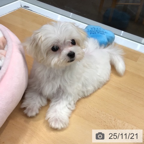 マルチーズの写真