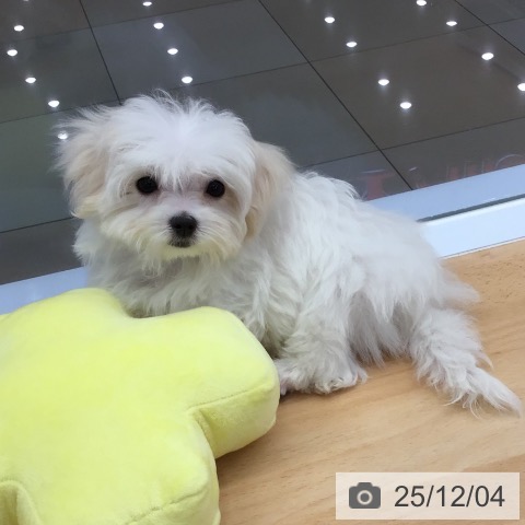 熊本県のマルチーズ (ペットプラス 熊本店/2025年9月7日生まれ/女の子/ホワイト)の子犬の3枚目の画像