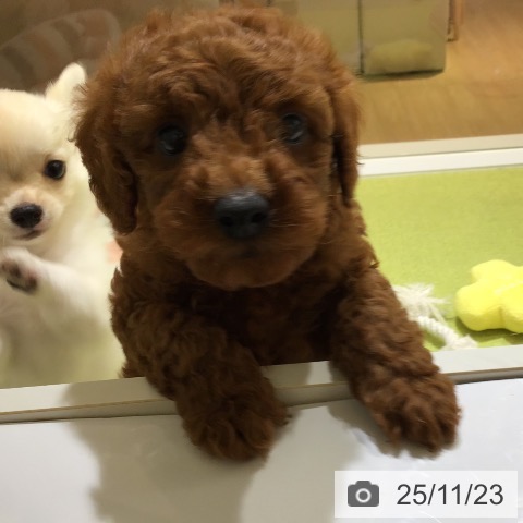 沖縄県のトイプードル(トイ) (ペットプラス 沖縄ライカム店/2025年9月17日生まれ/男の子/レッド)の子犬の4枚目の画像