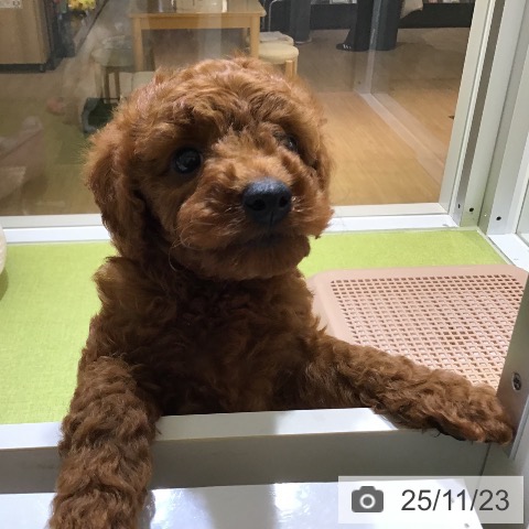 沖縄県のトイプードル(トイ) (ペットプラス 沖縄ライカム店/2025年9月17日生まれ/男の子/レッド)の子犬の3枚目の画像